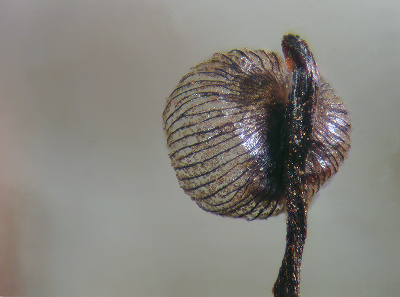 Cribraria cancellata